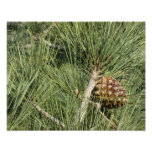 Torrey Pine Closeup California Botanical Photo Print