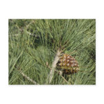 Torrey Pine Closeup California Botanical Postcard