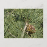 Torrey Pine Closeup California Botanical Postcard
