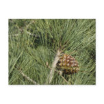 Torrey Pine Closeup California Botanical Postcard