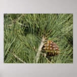Torrey Pine Closeup California Botanical Poster