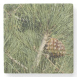 Torrey Pine Closeup California Botanical Stone Coaster