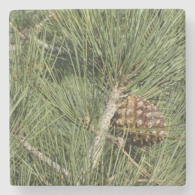 Torrey Pine Closeup California Botanical Stone Coaster (Front)