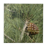 Torrey Pine Closeup California Botanical Tile