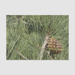 Torrey Pine Closeup California Botanical Tissue Paper