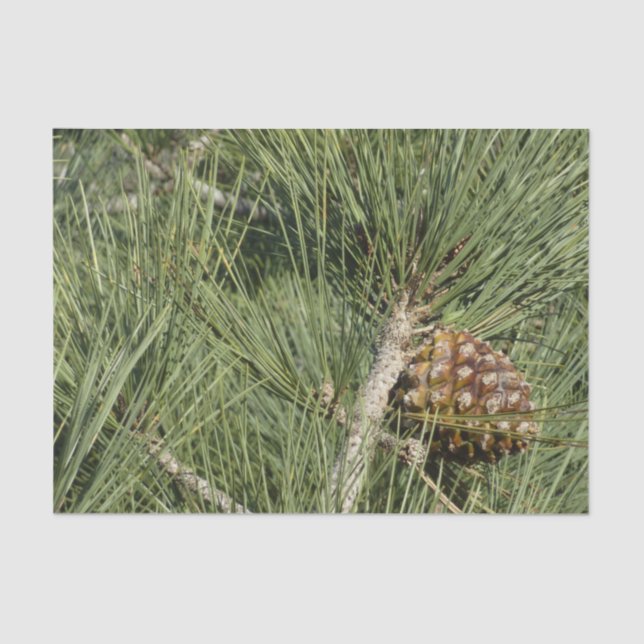 Torrey Pine Closeup California Botanical Tissue Paper (Front)