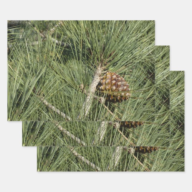 Torrey Pine Closeup California Botanical Wrapping Paper Sheets (Set)