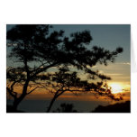 Torrey Pine Sunset I California Landscape