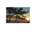 Torrey Pine Sunset I California Landscape Canvas Print