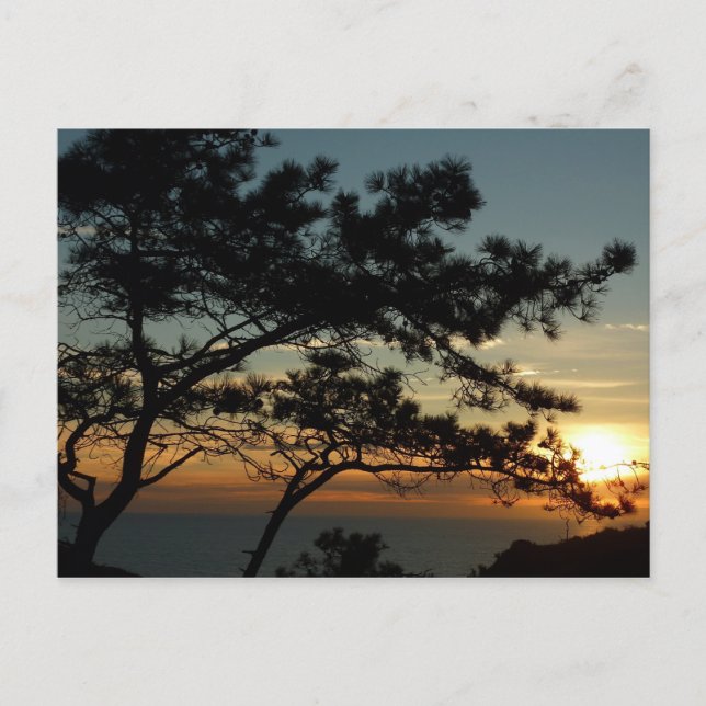 Torrey Pine Sunset I California Landscape Postcard (Front)