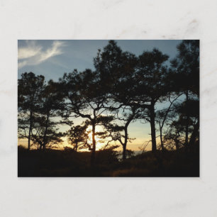 Torrey Pine Sunset II California Landscape Postcard