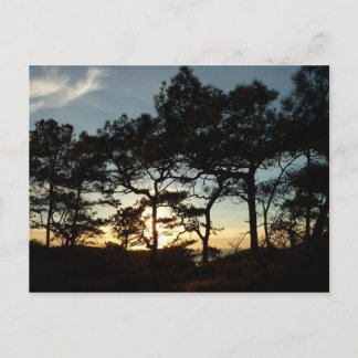 Torrey Pine Sunset II California Landscape Postcard