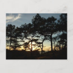 Torrey Pine Sunset II California Landscape Postcard