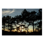 Torrey Pine Sunset II California Landscape Poster