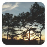Torrey Pine Sunset II California Landscape Square Sticker