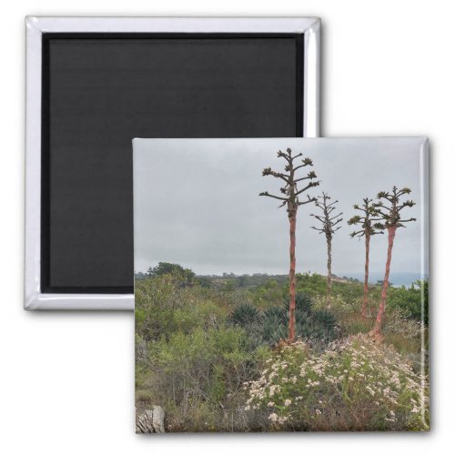 Torrey Pines Tree Clusers in San Diego Photo Magnet