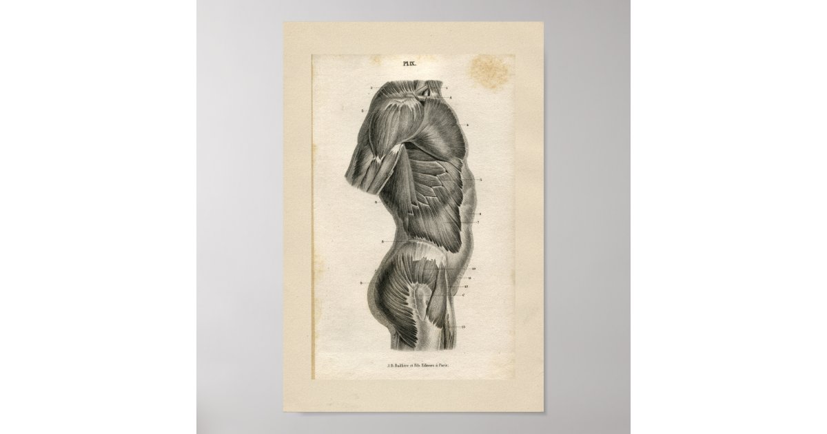 Torso Muscles Vintage Anatomy Print | Zazzle