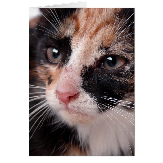 Torti Kitten Blank Inside All Occasions  Cards (Front)