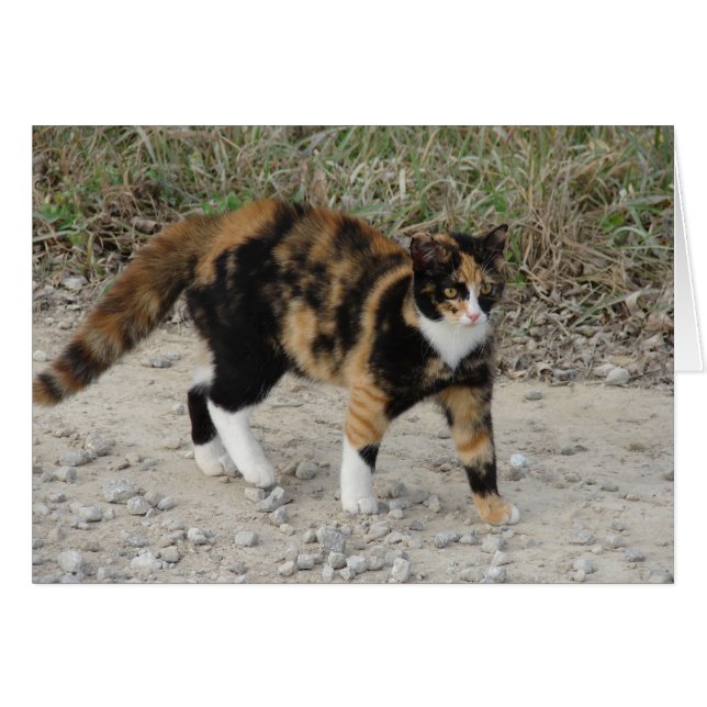 Torti Spooked Cards (Front Horizontal)