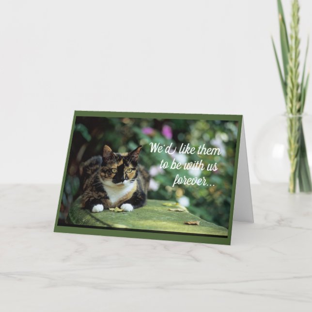 Tortie Cat on Garden Bench Card (Front)