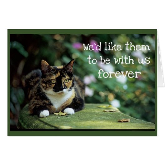 Tortie Cat on Garden Bench - Sympathy (Front Horizontal)