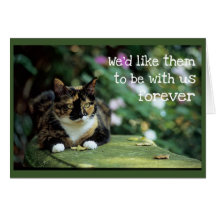 Tortie Cat on Garden Bench - Sympathy