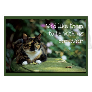 Tortie Cat on Garden Bench - Sympathy Cards