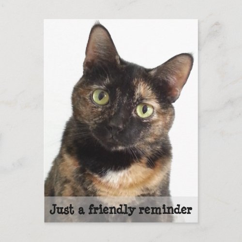 Tortie Veterinary Checkup Reminder Postcard