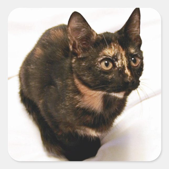 Tortitude Sticker (Front)
