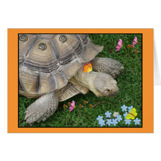 tortoise and flowers