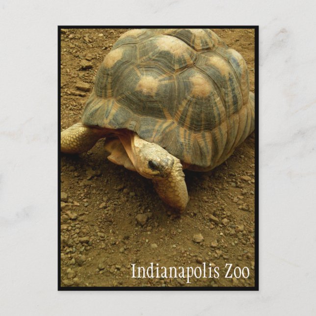 Tortoise at Indianapolis Zoo Postcard (Front)
