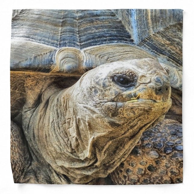 TORTOISE BANDANA (Front)