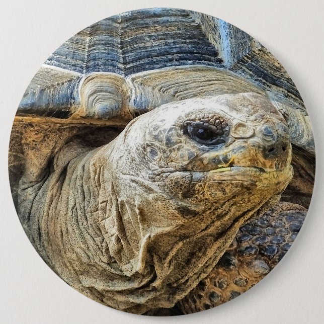 TORTOISE BUTTON (Front)