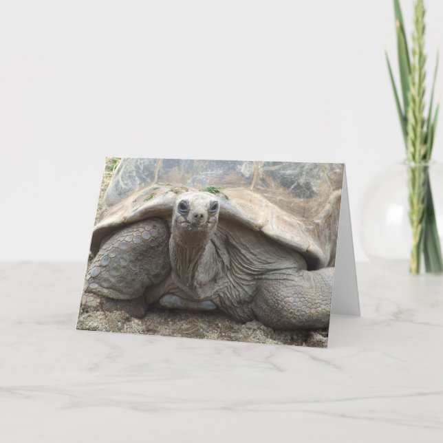 Tortoise Card Galapagos (Front)