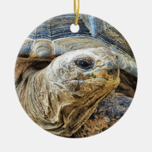 TORTOISE CERAMIC ORNAMENT