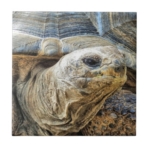TORTOISE CERAMIC TILE