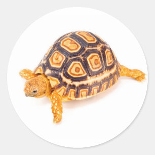 Tortoise Classic Round Sticker