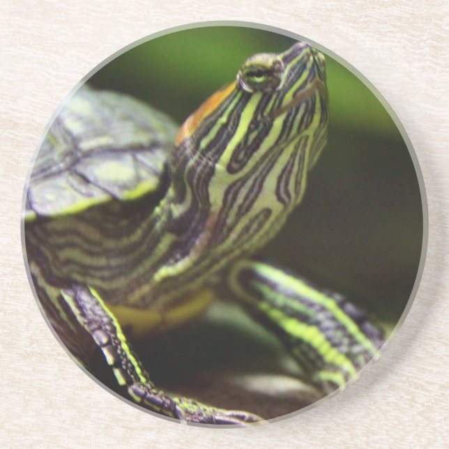 Tortoise Close Up Drink Coaster (Front)