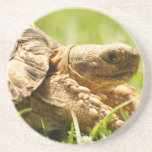 Tortoise Coaster