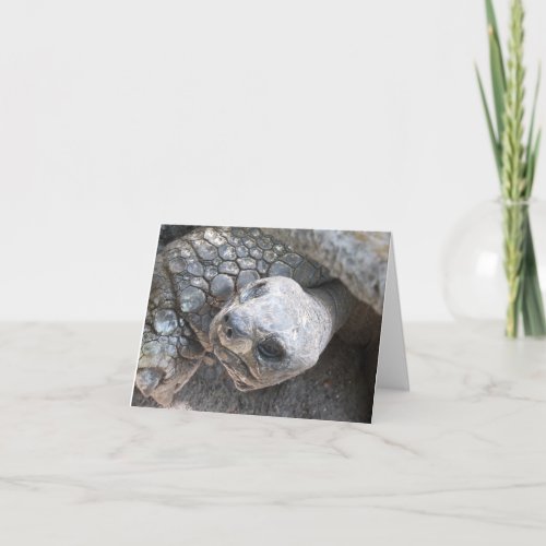 Tortoise Face on a blank notecard