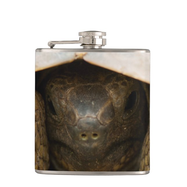 Tortoise Flask (Front)