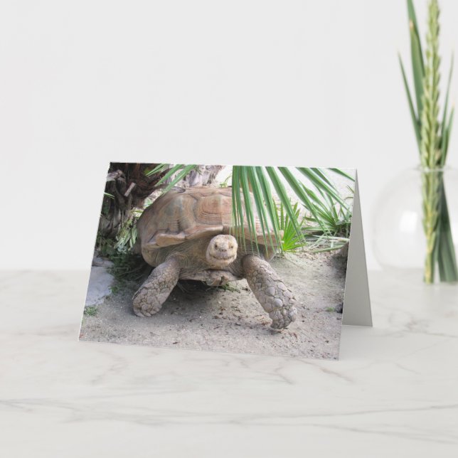 Tortoise Greeting Card (Front)