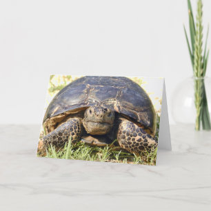 Tortoise Greeting Card