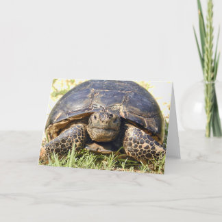 Tortoise Greeting Card