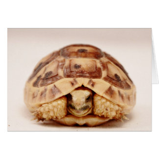 Tortoise hiding in shell cards