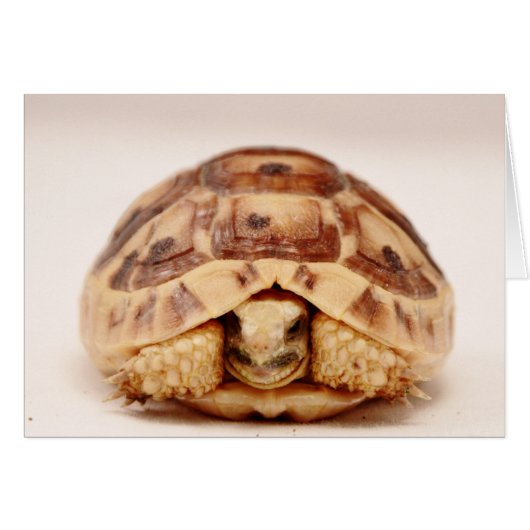 Tortoise hiding in shell cards (Front Horizontal)