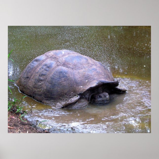 Tortoise in the Mud Poster (Front)