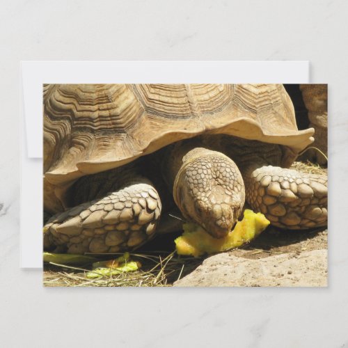 Tortoise Invitations