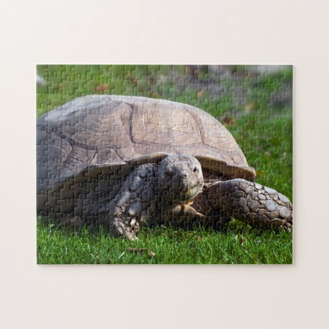 Tortoise Jigsaw Puzzle (Horizontal)