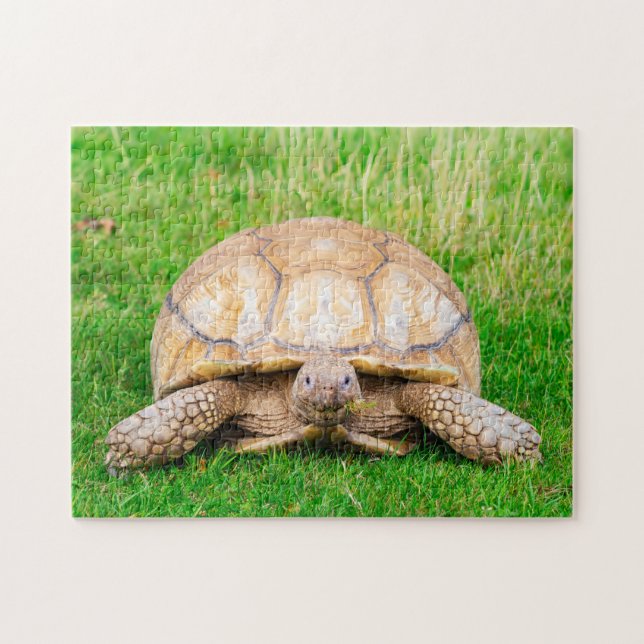 Tortoise Jigsaw Puzzle (Horizontal)